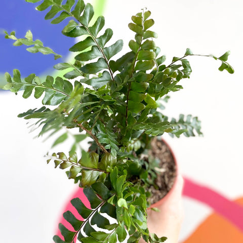 Tree Maidenhair Fern - Didymochlaena truncatula - British Grown - Sprouts of Bristol