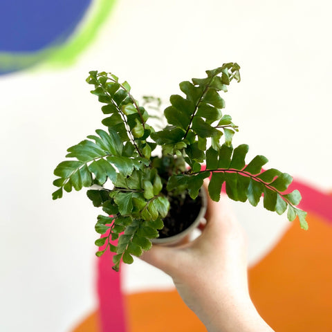 Tree Maidenhair Fern - Didymochlaena truncatula - British Grown - Sprouts of Bristol