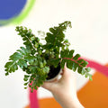 Tree Maidenhair Fern - Didymochlaena truncatula - British Grown - Sprouts of Bristol