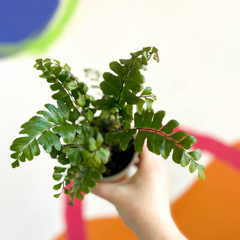 Tree Maidenhair Fern - Didymochlaena truncatula - British Grown - Sprouts of Bristol