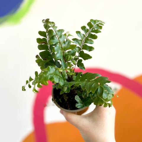 Tree Maidenhair Fern - Didymochlaena truncatula - British Grown - Sprouts of Bristol