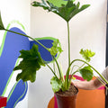 Tree Philodendron - Philodendron bipinnatifidum / selloum - Sprouts of Bristol