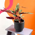 Triostar Calathea - Stromanthe sanguinea 'Triostar' - Sprouts of Bristol