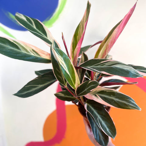 Triostar Calathea - Stromanthe sanguinea 'Triostar' - Sprouts of Bristol