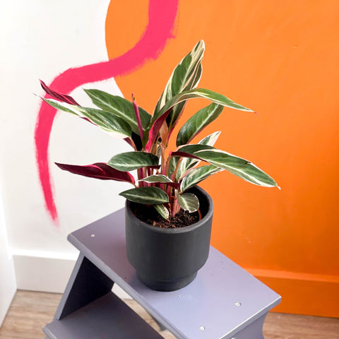 Triostar Calathea - Stromanthe sanguinea 'Triostar' - Sprouts of Bristol