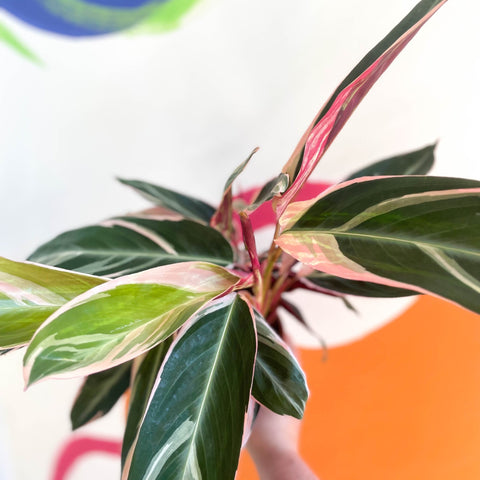 Triostar Calathea - Stromanthe sanguinea 'Triostar' - Sprouts of Bristol