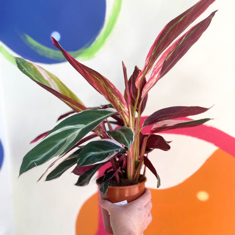 Triostar Calathea - Stromanthe sanguinea 'Triostar' - Sprouts of Bristol