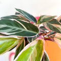 Triostar Calathea - Stromanthe sanguinea 'Triostar' - Sprouts of Bristol