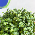 Turtle Vine / Creeping Inch Plant - Callisia repens - Sprouts of Bristol