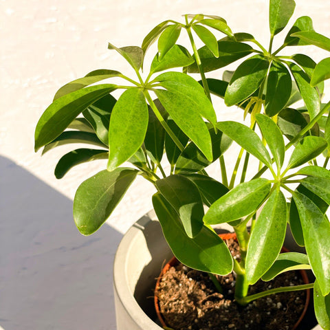 Umbrella Plant - Schefflera arboricola luseana - Sprouts of Bristol
