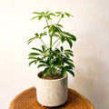 Umbrella Plant - Schefflera arboricola luseana - Sprouts of Bristol