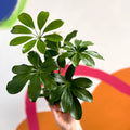 Umbrella Plant - Schefflera - British Grown - Sprouts of Bristol