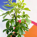 Umbrella Plant - Schefflera 'Nora' - Sprouts of Bristol
