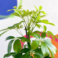 Umbrella Plant - Schefflera 'Nora' - Sprouts of Bristol