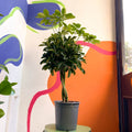 Umbrella Plant - Schefflera 'Nora' - Sprouts of Bristol