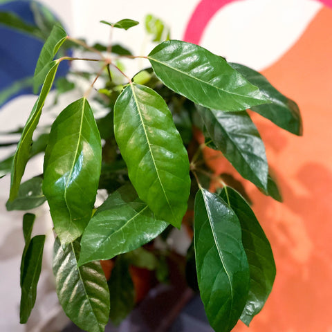 Umbrella Tree - Schefflera actinophylla 'Amate' - Sprouts of Bristol