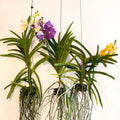 Vanda Orchid - Vandaceous - Sprouts of Bristol
