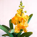 Vanda Orchid - Vandaceous - Sprouts of Bristol