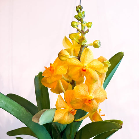 Vanda Orchid - Vandaceous - Sprouts of Bristol