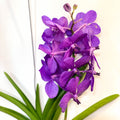 Vanda Orchid - Vandaceous - Sprouts of Bristol