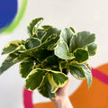 Variegated Baby Rubberplant - Peperomia obtusifolia `Variegata' - British Grown - Sprouts of Bristol