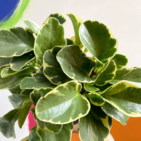 Variegated Baby Rubberplant - Peperomia obtusifolia `Variegata' - British Grown - Sprouts of Bristol