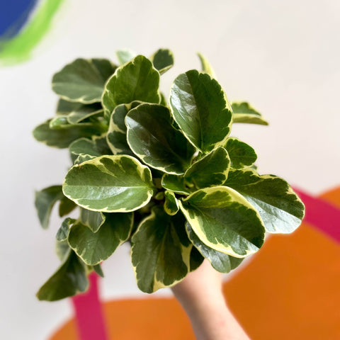 Variegated Baby Rubberplant - Peperomia obtusifolia `Variegata' - British Grown - Sprouts of Bristol