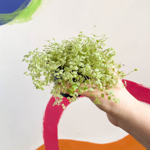 Variegated Baby's tears - Soleirolia soleirolii variegata - Sprouts of Bristol