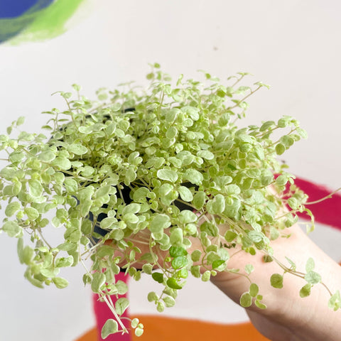Variegated Baby's tears - Soleirolia soleirolii variegata - Sprouts of Bristol