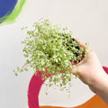 Variegated Baby's tears - Soleirolia soleirolii variegata - Sprouts of Bristol