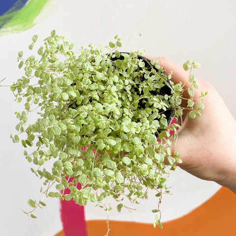 Variegated Baby's tears - Soleirolia soleirolii variegata - Sprouts of Bristol