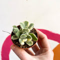 Variegated Bear Paws Succulent - Cotyledon ladismithiensis variegata - Sprouts of Bristol
