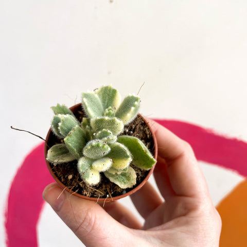 Variegated Bear Paws Succulent - Cotyledon ladismithiensis variegata - Sprouts of Bristol