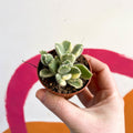 Variegated Bear Paws Succulent - Cotyledon ladismithiensis variegata - Sprouts of Bristol