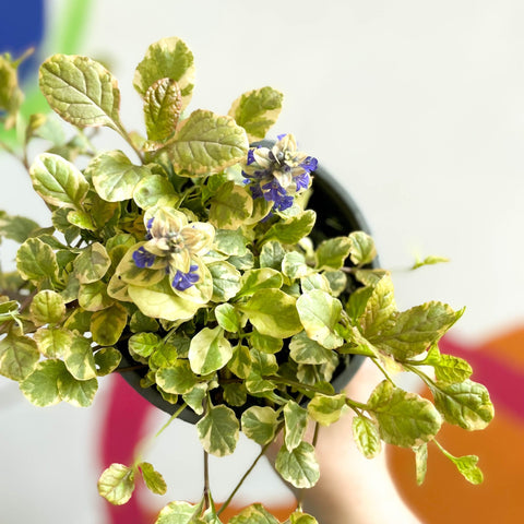 Variegated Bugle - Ajuga reptans 'Golden Beauty' - British Grown Evergreen Perennial - Sprouts of Bristol
