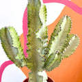 Variegated Candelabra Cactus - Euphorbia erytrea variegata - Sprouts of Bristol