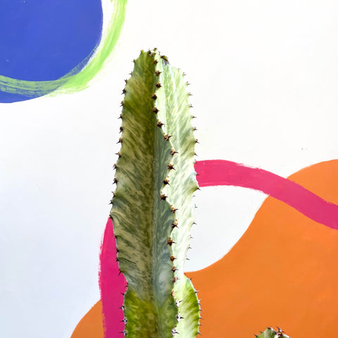 Variegated Candelabra Cactus - Euphorbia erytrea variegata - Sprouts of Bristol