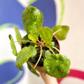 Variegated Chinese Money Leaf - Pilea peperomioides ‘Sugar’ - Sprouts of Bristol