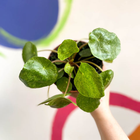 Variegated Chinese Money Leaf - Pilea peperomioides ‘Sugar’ - Sprouts of Bristol