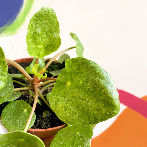 Variegated Chinese Money Leaf - Pilea peperomioides ‘Sugar’ - Sprouts of Bristol