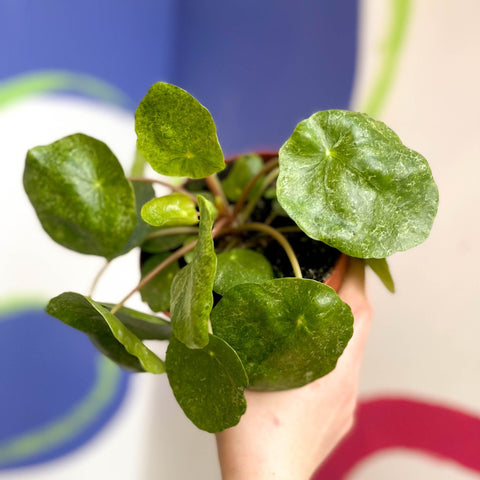 Variegated Chinese Money Leaf - Pilea peperomioides ‘Sugar’ - Sprouts of Bristol