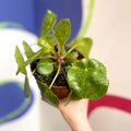 Variegated Chinese Money Leaf - Pilea peperomioides ‘Sugar’ - Sprouts of Bristol