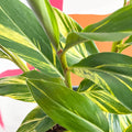 Variegated Ginger - Alpinia zerumbet 'Variegata' - Sprouts of Bristol