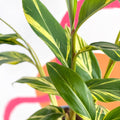 Variegated Ginger - Alpinia zerumbet 'Variegata' - Sprouts of Bristol