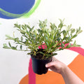 Variegated Goldfish Plant - Nematanthus radicans - Welsh Grown - Sprouts of Bristol