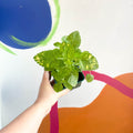 Variegated Lemon Balm - Melissa officinalis variegata - Cotswolds Grown Culinary Herbs - Sprouts of Bristol