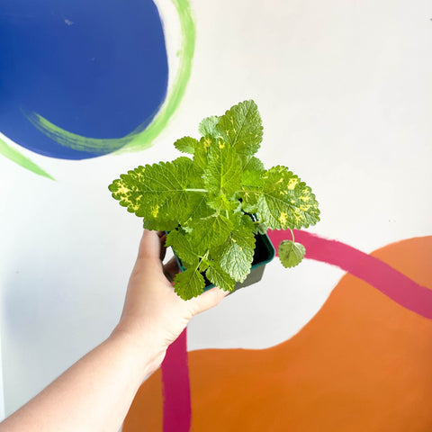 Variegated Lemon Balm - Melissa officinalis variegata - Cotswolds Grown Culinary Herbs - Sprouts of Bristol