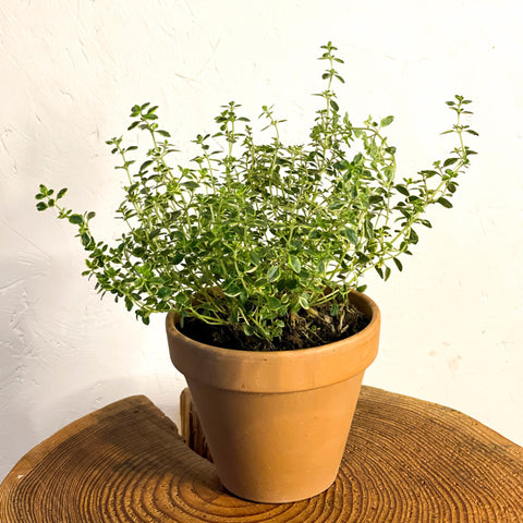 Variegated Lemon Thyme - Thymus citriodorus - Sprouts of Bristol