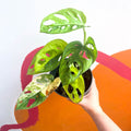 Variegated Monkey Mask - Monstera adansonii variegata 'Aurea' - Sprouts of Bristol