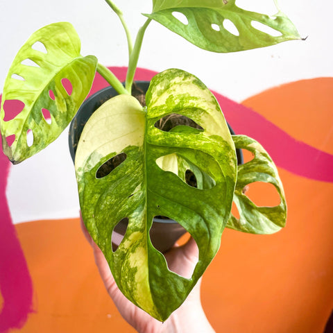 Variegated Monkey Mask - Monstera adansonii variegata 'Aurea' - Sprouts of Bristol